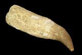 Fossil Rooted Mosasaur (Halisaurus) Tooth - Morocco #117023-1